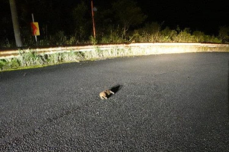 thỏ bị tai nạn